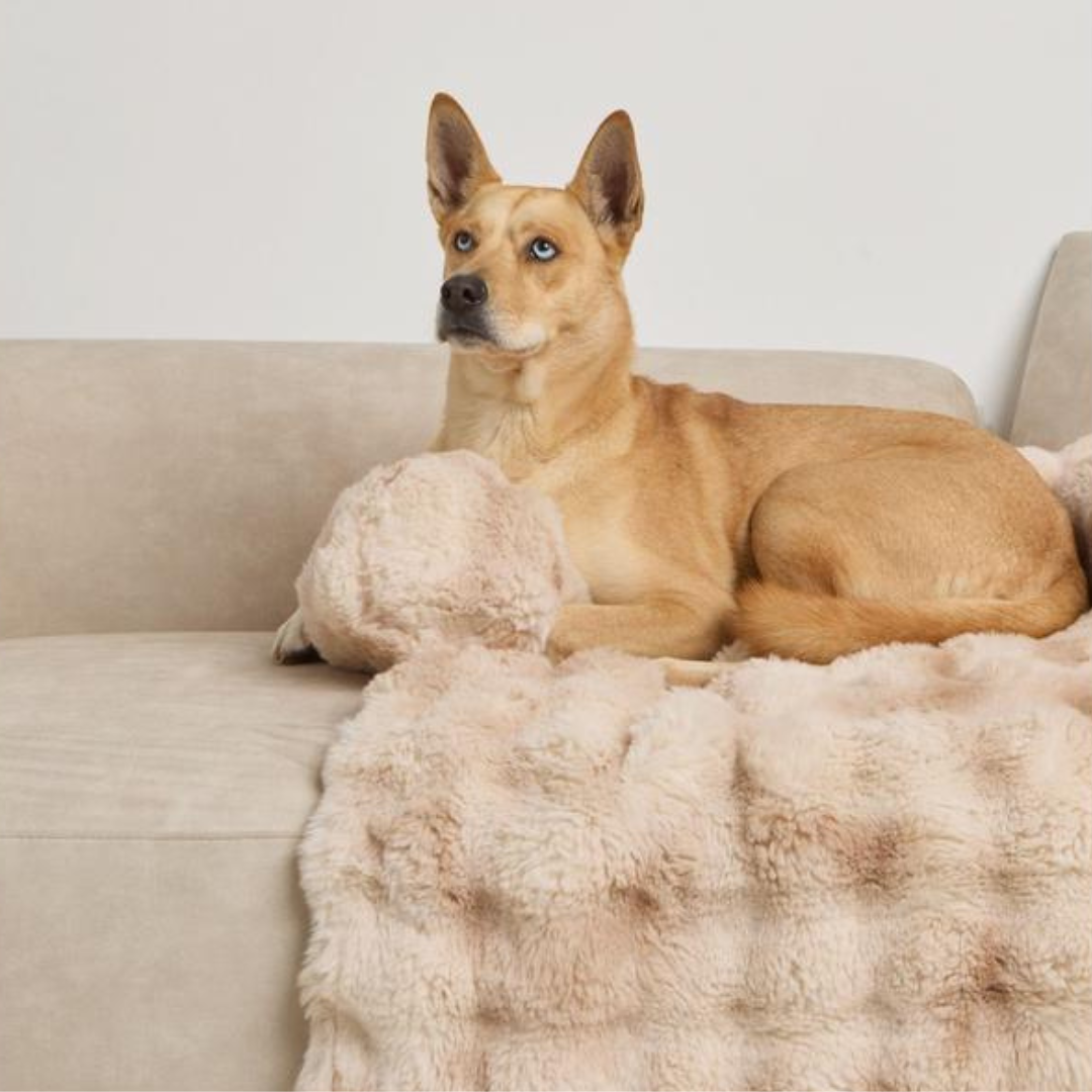 Couch Cover Sofa Bed for Pets