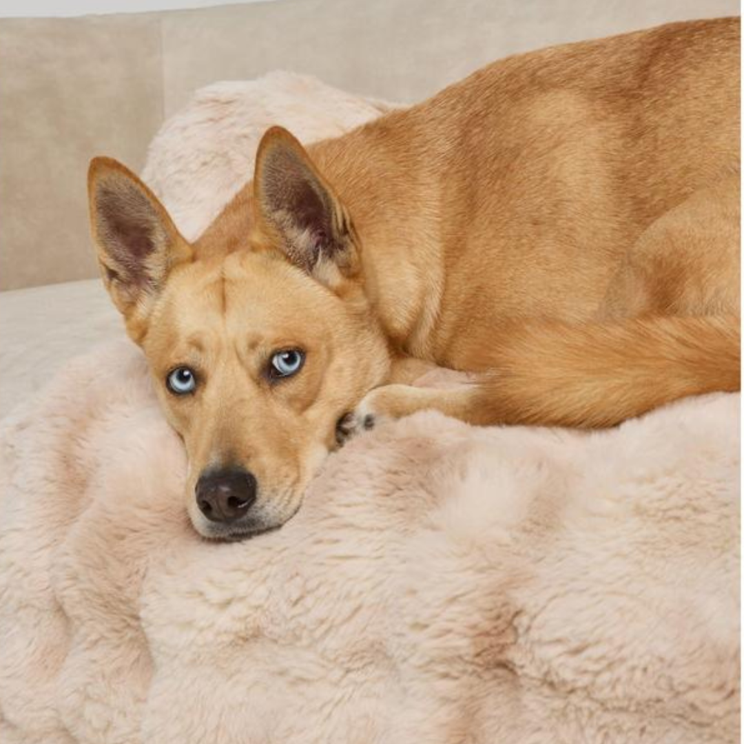 Couch Cover Sofa Bed for Pets